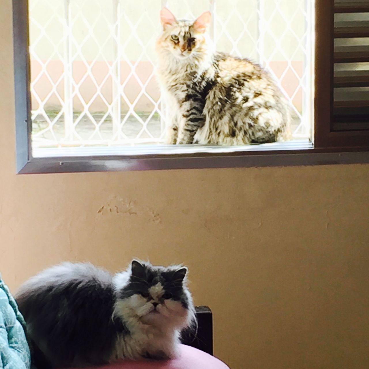 domestic cat, cat, pets, domestic animals, indoors, animal themes, feline, one animal, mammal, whisker, relaxation, home interior, window, sitting, resting, portrait, home, lying down, no people, window sill