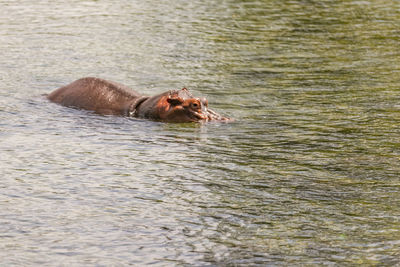 View of crab swimming in lake