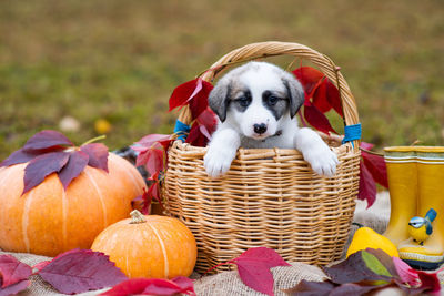 Portrait of dog in basket