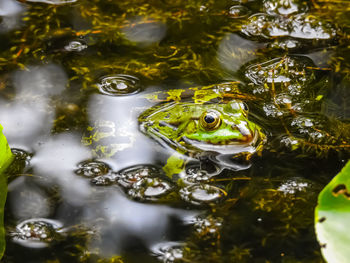 High angle view of frog swimming in lake