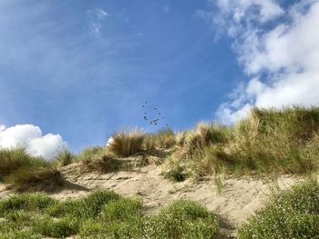 View of birds flying over land against sky