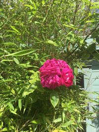 Close-up of pink flowering plant