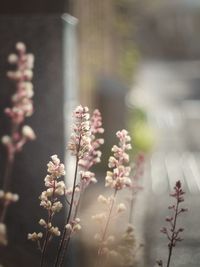 Close-up of flowering plant