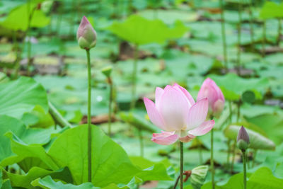 Close-up of pink lotus water lily in pond