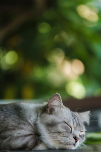 Close-up of cat sleeping