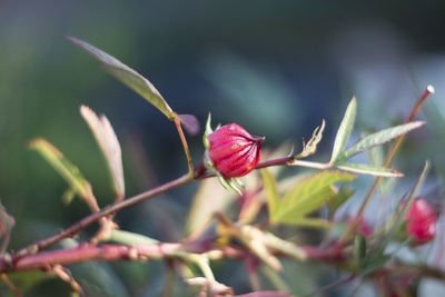 Close-up of red flower buds