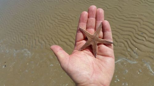 Cropped image of person holding starfish at beach
