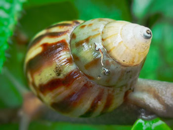 Close-up of snail