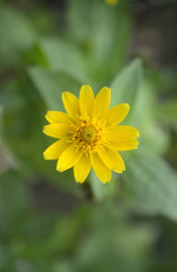 Close-up of yellow flower blooming outdoors