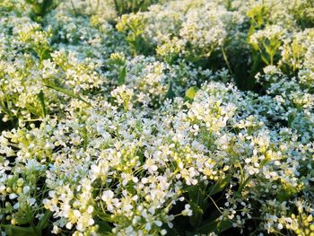 Close-up of white flowering plants on field