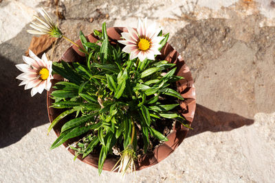 High angle view of flower pot plant