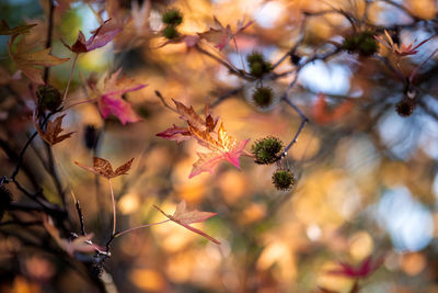 Close-up of autumn leaf