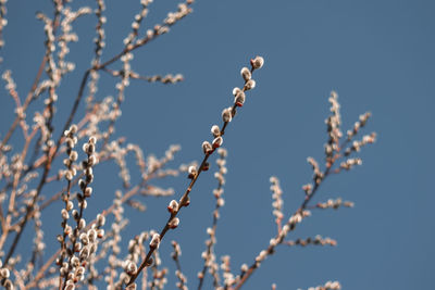 Close-up of plant against sky