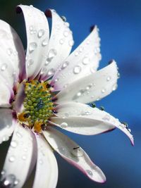 Close-up of wet white purple flower