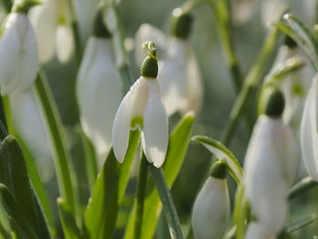 Close-up of white flowering plant