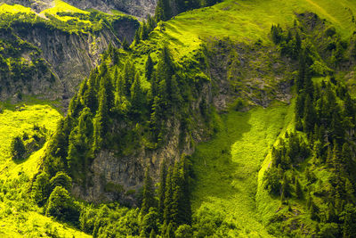 High angle view of pine trees in forest