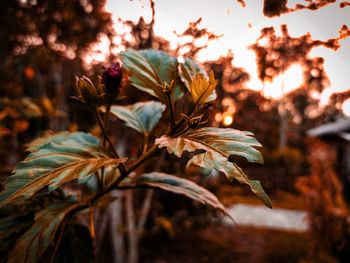 Close-up of leaves on plant during sunset