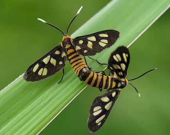 Close-up of butterfly on flower