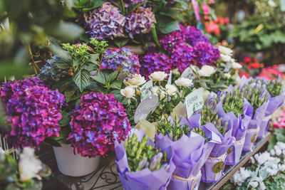 Close-up of purple flowering plants