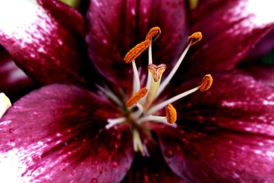 Close-up of purple flowering plant