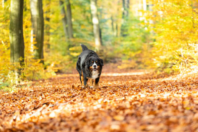 Dog running in forest