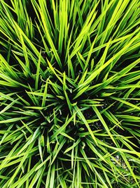 Full frame shot of plants growing on field