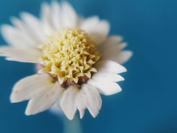 Close-up of white flower against blue background