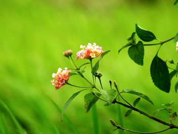 Close-up of flowering plant