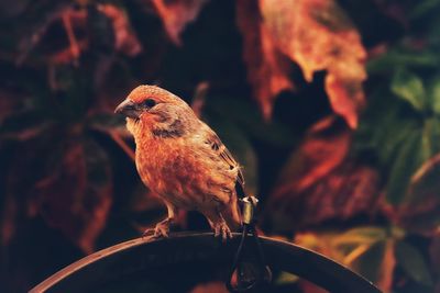 Close-up of bird perching on tree