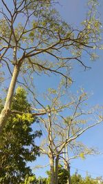 Low angle view of tree against sky