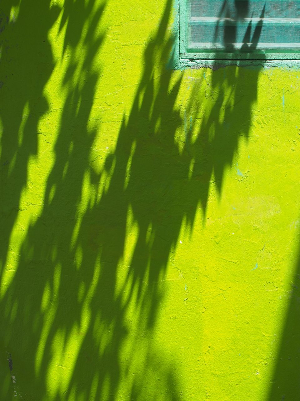 green color, shadow, sunlight, day, growth, no people, yellow, nature, tree, close-up, built structure, outdoors, architecture