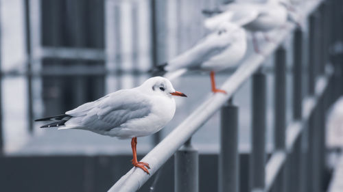 Close-up of seagull perching on railing