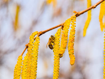 Close-up of yellow flowering plant hanging on branch