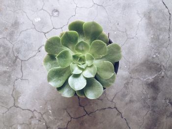 Close-up of fresh green plant