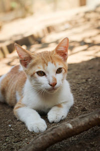 Close-up portrait of cat relaxing outdoors