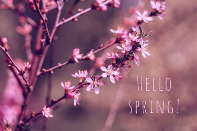 Close-up of pink cherry blossom tree