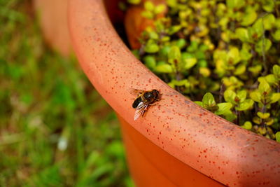 Close-up of ladybug on hand