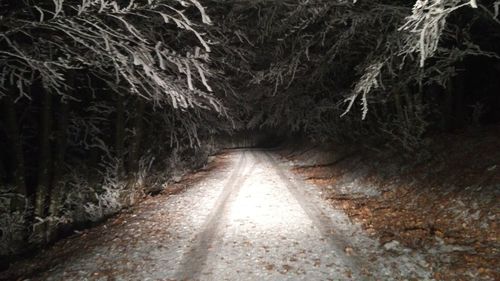 Tunnel amidst trees