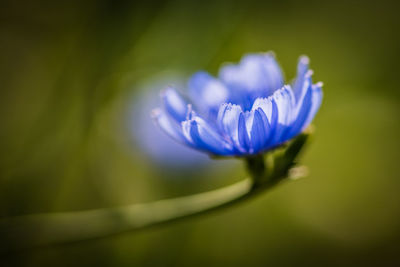 Close-up of purple flowering plant