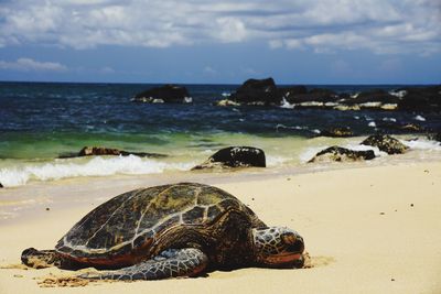 View of turtle  on beach
