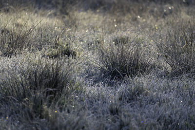 Close-up on a glistening frost covered grass field on a cold spring morning in southern sweden.