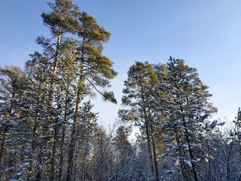 Low angle view of trees against sky during winter