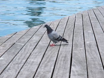 High angle view of seagull perching on wooden pier