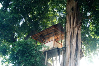 Low angle view of trees by building in forest