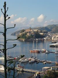 Sailboats moored in harbor