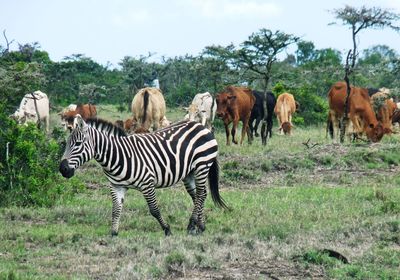 Horses standing in a field