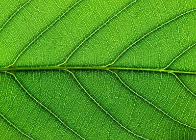 Full frame shot of raindrops on green leaves