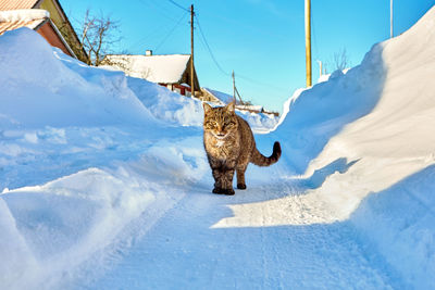 Cat on snow