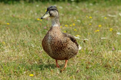 Close-up of duck on field