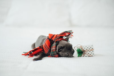 Close-up of dog lying on bed at home